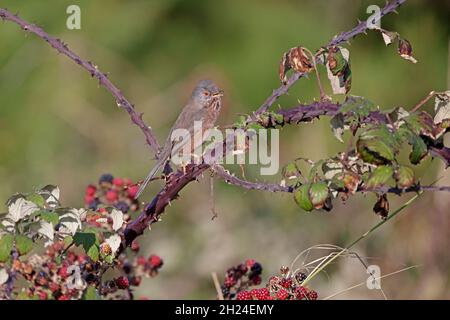 Dartford Warbler im RSPB Minsmere Reserve Suffolk Stockfoto