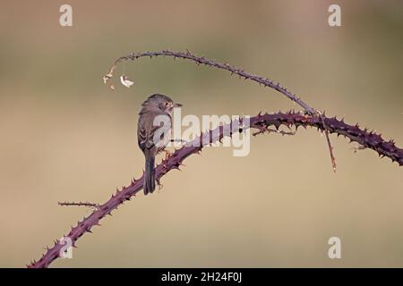 Dartford Warbler im RSPB Minsmere Reserve Suffolk Stockfoto