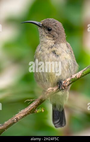 Weiblicher Palästina-Sonnenvögel oder nördlicher Orangetufted-Sonnenvögel (Cinnyris oseus), fotografiert im September in Israel Stockfoto