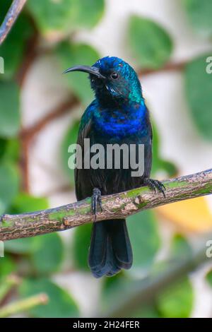 Männlicher Palästina-Sonnenvögel oder nördlicher Orangetufted Sunbird (Cinnyris oseus), fotografiert im Oktober in Israel Stockfoto