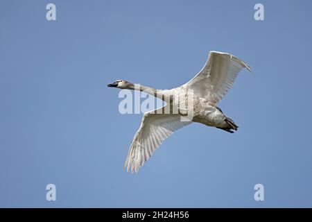 Juvenile Mute Swan im Flug bei RSPB Minsmere Suffolk Stockfoto