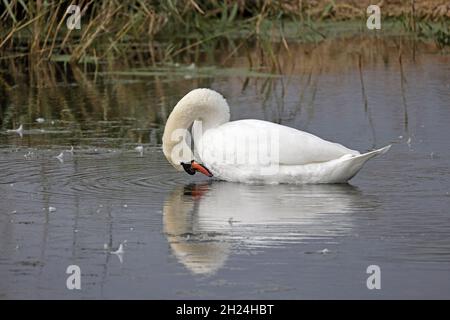 „Mute Swan Preening“ für Erwachsene im Minsmere RSPB Reserve Suffolk Stockfoto
