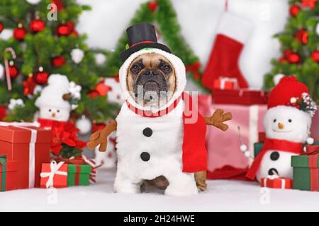 Lustige französische Bulldogge im Schneemann Kostüm neben Weihnachtsbaum und Geschenkschachteln Stockfoto