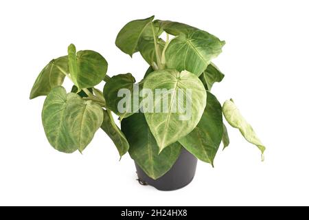 Vergossene 'Syngonium macrophyllum Frosted Heart'-Zimmerpflanze auf weißem Hintergrund isoliert Stockfoto