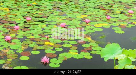 Viele Seerosenblumen blühen im Teich im World Expo Park, Japan. Stockfoto