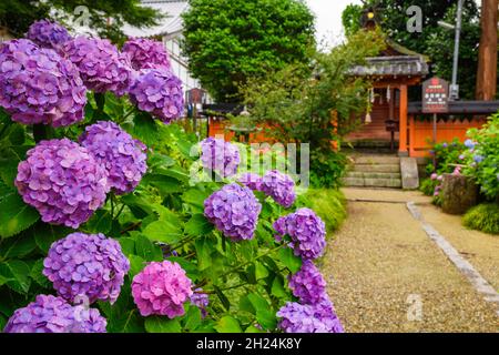 Nara, Japan - 30. Juni 2019: Blühende rosa Hortensien im Yatadera Tempel, Nara. Stockfoto