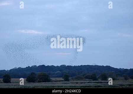 Starling Roost Minsmere RSPB Reserve Suffolk Stockfoto