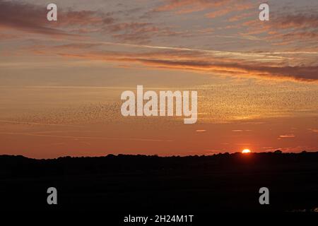 Starling Roost Minsmere RSPB Reserve Suffolk Stockfoto