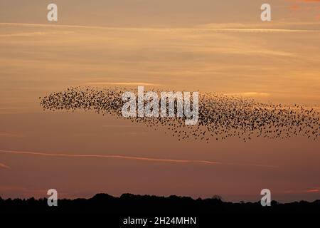 Starling Roost Minsmere RSPB Reserve Suffolk Stockfoto