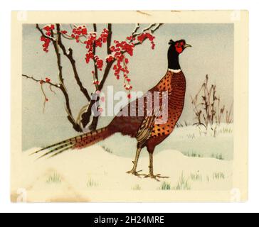 Original Vintage Weihnachtskarte, Fasan im Schnee, rote Beeren aus bryony, ca. 1960, Großbritannien Stockfoto