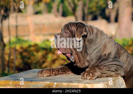 Braune neapolitanische Mastiff im Freien Stockfoto