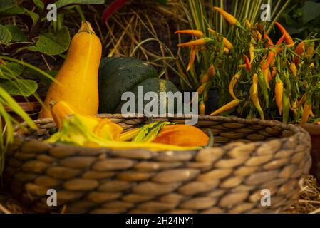 Helle ungewöhnliche Kürbisse und anderes Gemüse in einem Weidenkorb . Stockfoto