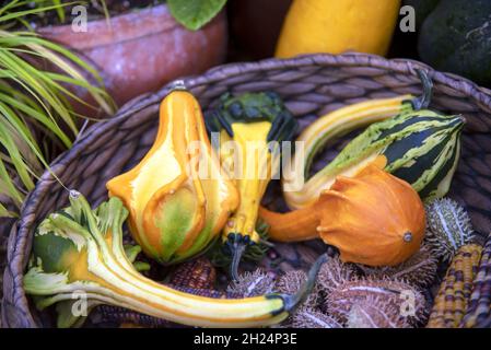 Helle ungewöhnliche Kürbisse und anderes Gemüse in einem Weidenkorb . Stockfoto