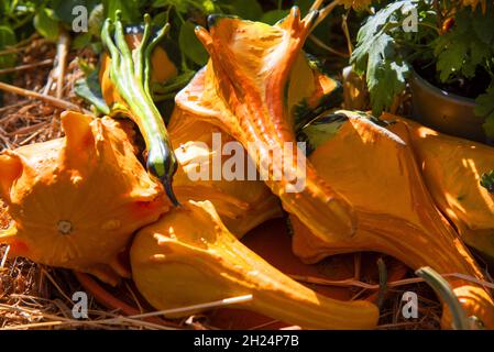 Helle ungewöhnliche Kürbisse und anderes Gemüse in einem Weidenkorb . Stockfoto