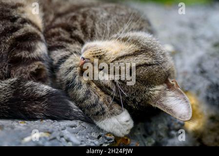 Nahaufnahme der Katze, die in der kalten Straße schläft Stockfoto
