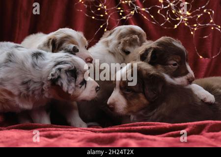 Fünf wunderschöne Aussi Welpen in verschiedenen Farben posieren auf Neujahrs- oder Weihnachtskarte. Monat alter Wurf von Australian Shepherd Welpen auf rotem p Stockfoto