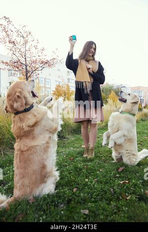 Mädchen trainiert zwei goldene Retriever im Park Stockfoto