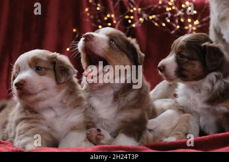 Drei wunderschöne australische Welpen posieren auf Neujahrs- oder Weihnachtskarte. Monat alter Wurf von Australian Shepherd Welpen auf rotem Karo gegen Backg Stockfoto