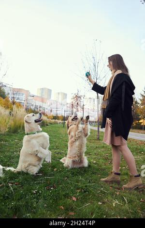 Mädchen trainiert zwei goldene Retriever im Park Stockfoto