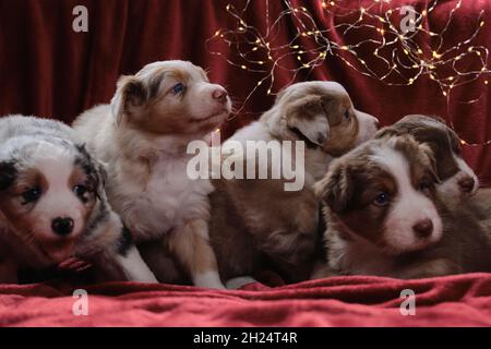 Fünf wunderschöne Aussi Welpen in verschiedenen Farben posieren auf Neujahrs- oder Weihnachtskarte. Monat alter Wurf von Australian Shepherd Welpen auf rotem p Stockfoto