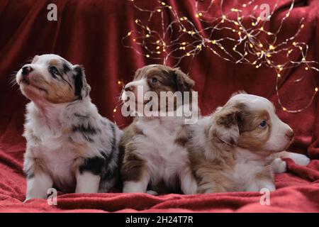 Drei wunderschöne australische Welpen posieren auf Neujahrs- oder Weihnachtskarte. Monat alter Wurf von Australian Shepherd Welpen auf rotem Karo gegen Backg Stockfoto