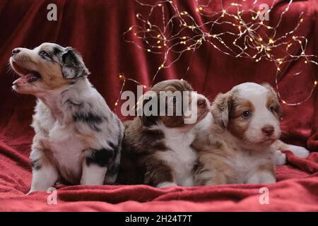 Drei wunderschöne australische Welpen posieren auf Neujahrs- oder Weihnachtskarte. Monat alter Wurf von Australian Shepherd Welpen auf rotem Karo gegen Backg Stockfoto