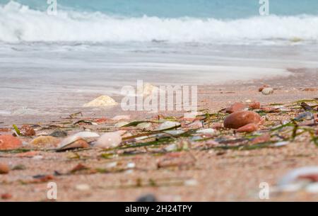 Farbige Kieselsteine, Muscheln und Algen am Strand. Natürlicher Hintergrund. Stockfoto