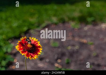 Orangerote Blume, auf der die Hummel sitzt. Hochwertige Fotos Stockfoto