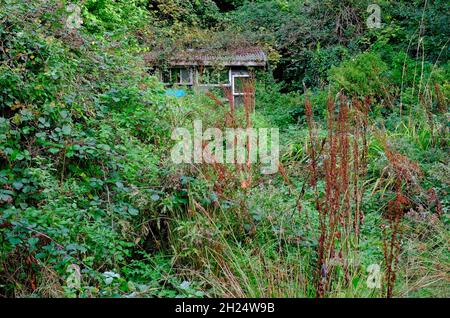 Überwuchert englisches Schrebergartengrundstück, norfolk, england Stockfoto