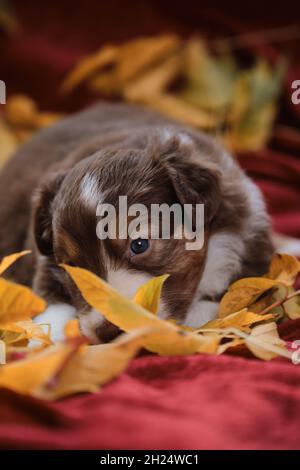 Der australische rote dreifarbige Welpe liegt auf einer leuchtend roten Decke zwischen gelb gefallenen Herbstblättern. Junger Australischer Schäferhund. Grußkarte oder Foto für Kalender Stockfoto