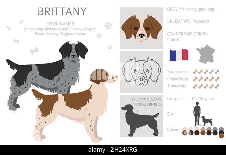 Brittany Spaneil Farbe Sorten Clipart. Verschiedene Posen eingestellt. Sammlung von Hund-Infografiken. Vektorgrafik Stock Vektor