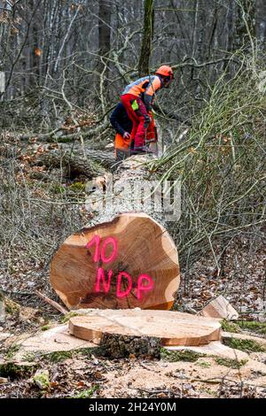 Le Lesme (Normandie, Nordfrankreich), 10. März 2021: Fällen von Eichen, ausgewählt vom Nationalen Forstamt (Französisch ONF). Drei hundertjährige Bäume Stockfoto