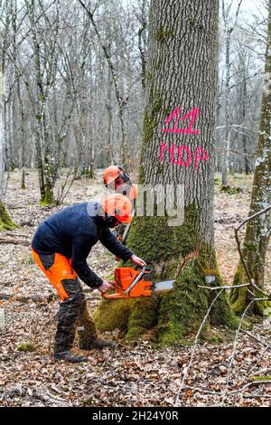 Le Lesme (Normandie, Nordfrankreich), 10. März 2021: Fällen von Eichen, ausgewählt vom Nationalen Forstamt (Französisch ONF). Drei ausgewählte Centena Stockfoto