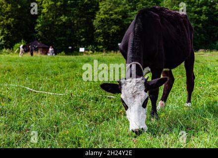 Eine schwarze Kuh mit einem weißen Kopf, die auf der Wiese grast und Gras frisst. Hochwertige Fotos Stockfoto