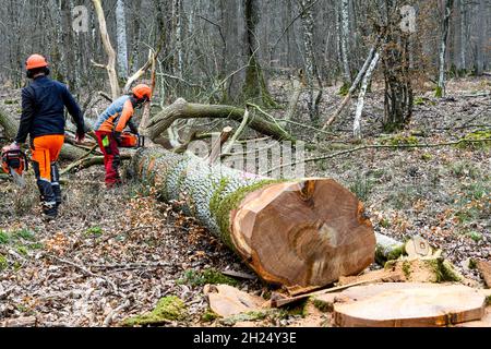 Le Lesme (Normandie, Nordfrankreich), 10. März 2021: Fällen von Eichen, ausgewählt vom Nationalen Forstamt (Französisch ONF). Drei ausgewählte Centena Stockfoto