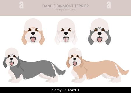 Dandie dinmont Terrier Clipart. Verschiedene Posen, Fellfarben eingestellt. Vektorgrafik Stock Vektor