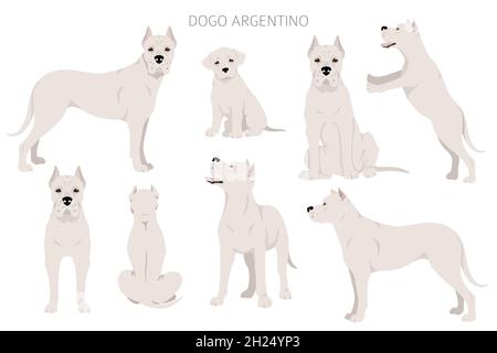 Dogo Argentino Clipart. Verschiedene Posen, Fellfarben eingestellt. Vektorgrafik Stock Vektor