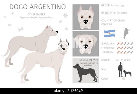 Dogo Argentino Clipart. Verschiedene Posen, Fellfarben eingestellt. Vektorgrafik Stock Vektor