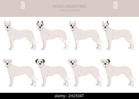 Dogo Argentino Clipart. Verschiedene Posen, Fellfarben eingestellt. Vektorgrafik Stock Vektor