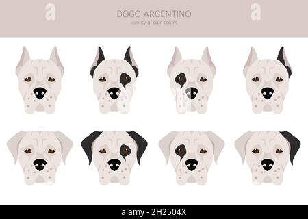 Dogo Argentino Clipart. Verschiedene Posen, Fellfarben eingestellt. Vektorgrafik Stock Vektor