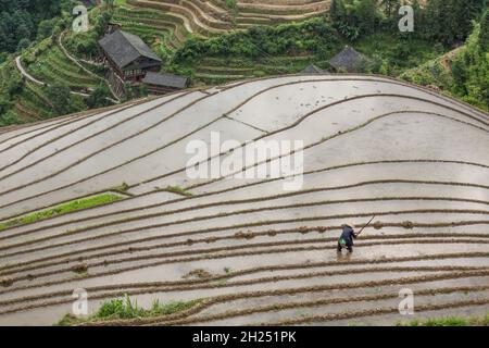 Ein Landwirt arbeitet daran, die Reisfelder im Ping'an-Abschnitt der Longshen-Reisterrassen in China zu räumen. Stockfoto