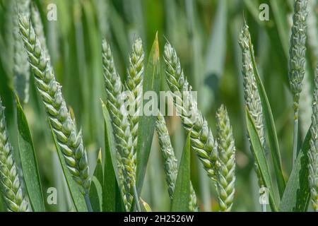 Köpfe von Weizen / Triticum aestivum noch in ihrem unreifen grünen Zustand. Für das Konzept der Hungersnot oder Überfluss. Auch für Ernährungssicherheit / Lebensmittelanbau. Stockfoto