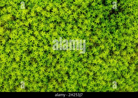 Schöner natürlicher Hintergrund von grünen Gräsern. Ökologie und Naturkonzept. Stockfoto