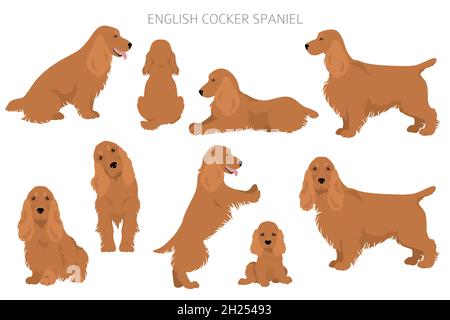 Englischer Cocker Spaniel Clipart. Verschiedene Posen, Fellfarben eingestellt. Vektorgrafik Stock Vektor