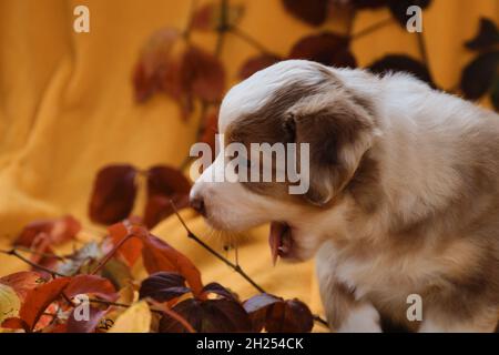 Ein Monat alter australischer Schäferhund sitzt auf einer gelben Decke zwischen rot leuchtenden herbstlichen Blättern. Aussie rote Merle sehr niedlich und weich. Gründlich Stockfoto