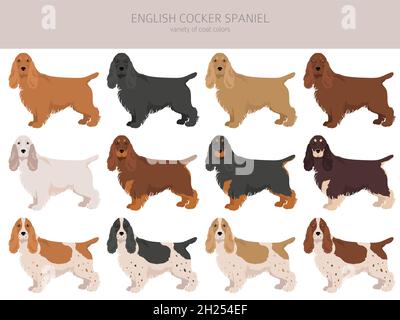 Englischer Cocker Spaniel Clipart. Verschiedene Posen, Fellfarben eingestellt. Vektorgrafik Stock Vektor