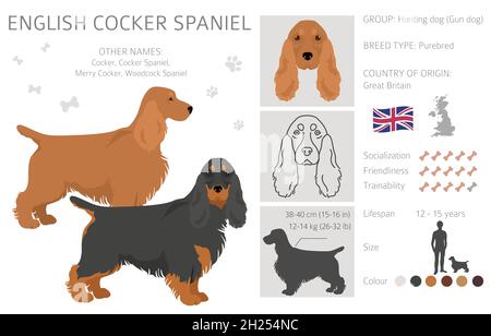 Englischer Cocker Spaniel Clipart. Verschiedene Posen, Fellfarben eingestellt. Vektorgrafik Stock Vektor