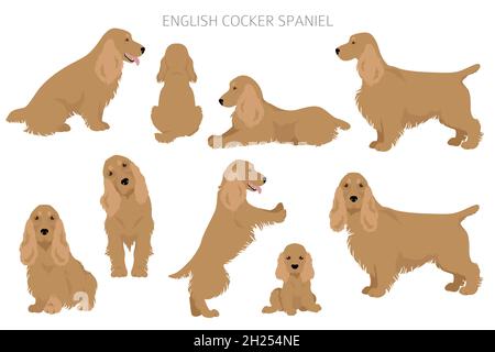 Englischer Cocker Spaniel Clipart. Verschiedene Posen, Fellfarben eingestellt. Vektorgrafik Stock Vektor