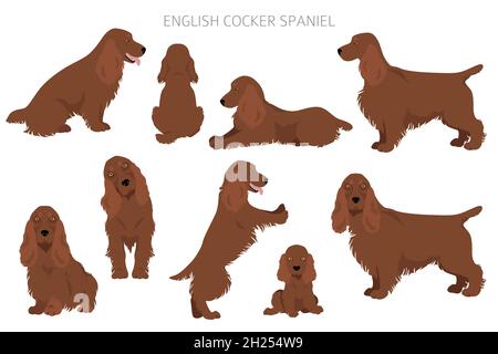 Englischer Cocker Spaniel Clipart. Verschiedene Posen, Fellfarben eingestellt. Vektorgrafik Stock Vektor