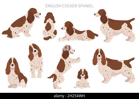 Englischer Cocker Spaniel Clipart. Verschiedene Posen, Fellfarben eingestellt. Vektorgrafik Stock Vektor